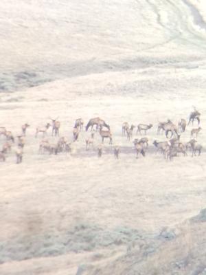 <p>Elk herd here at Bar-Nunn Hunting</p>