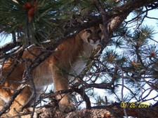 An up close and personal photo of a Wyoming Mountain Lion.  If your up for a challenge this is it.