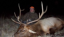 Drawing the tag has been the hardest part of any of Mark Nethery's hunts!!  First day on the hunt Mark took this bull elk despite Mark's pneumonia. 