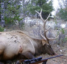 This bull elk was one of four 6x6 bulls that was taken with Bar-Nunn Hunting during the 2009 hunting season.