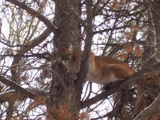 This mountain lion was caught late in the 2008 calendar year.  Lion season is open until March 31 unless the quota is reached prior to the end of March.