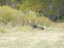 A young bull Moose enjoying the last days of fall along the Laramie River.