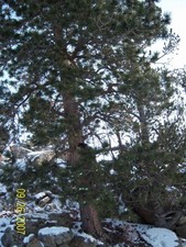 This hunting dog was wanting to get a little closer to her treed lion.  Wyoming lion hunting is best with a fresh snow and good hounds.  Shay our 