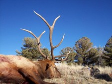 We may hunt the most nomadic elk herd in Wyoming, but our pictures show the success and quality we have to offer.  We are proud to say are success rate is almost as good as are antelope success rate.  We have only had three elk hunters in the last 10 years that did not fill their elk tag.  