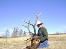 trophy-bull-elk