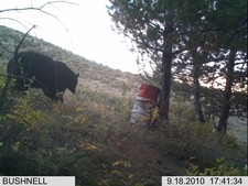 Take a look at the size of this Wyoming Black Bear.  He is still out there!!!